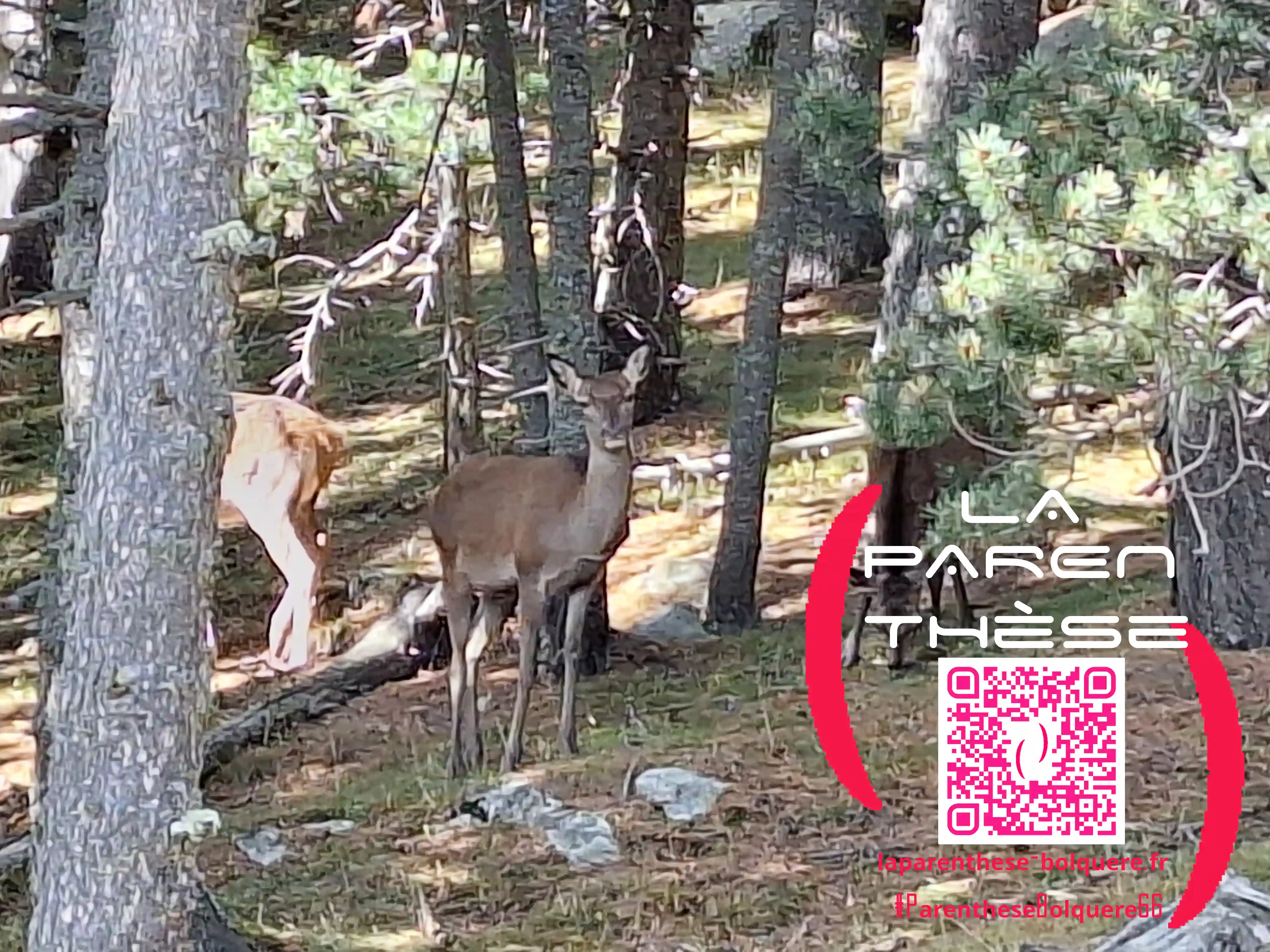 Photo de biche depuis la fenêtre de La Parenthese